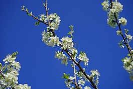 櫻花,科,白