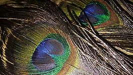 羽毛,孔雀,鳥