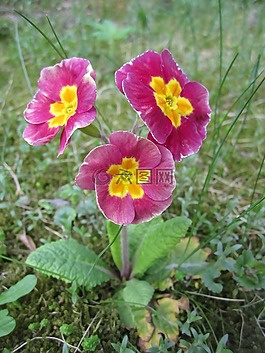 報(bào)春花,花,黃花九輪草