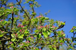 蘋果樹,蘋果花,鮮花