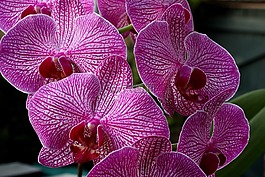 蘭花,關(guān)閉,開花