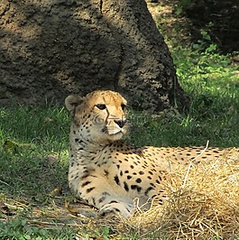 獵豹,休息,動物園