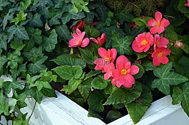 海棠塊莖,粉紅色的海棠,海棠花