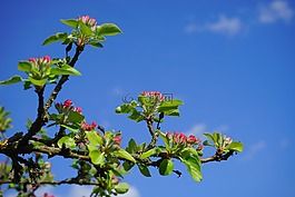 蘋果樹,蘋果花,鮮花