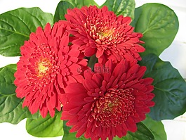 非洲菊,花,開(kāi)花