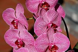 蘭花,關閉,開花