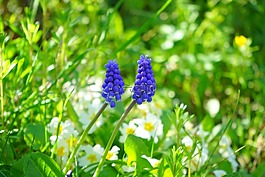 muscari,开花,花