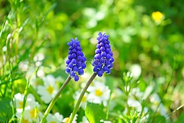 muscari,开花,花