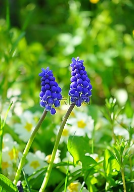 muscari,开花,花