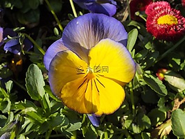 潘茜,春天,紫
