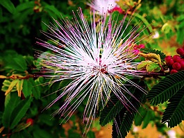 花卉,manacá,花園