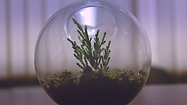 植物,水族館,顯示