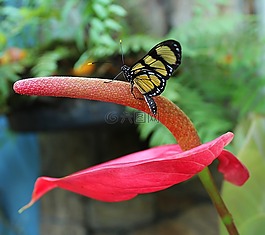 蝴蝶,花卉,性質(zhì)