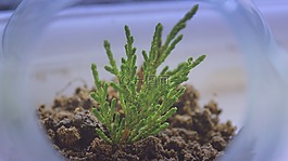 植物,水族館,顯示