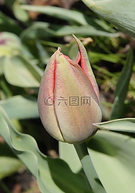 郁金香,關(guān)閉,紅色