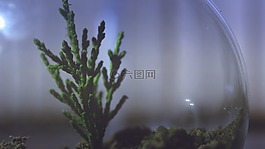 植物,水族館,顯示