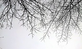 分支,天空,冬天