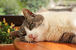 猫,灰色和白色,猫科动物