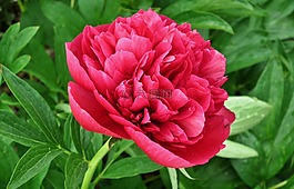 性質(zhì),植物,花