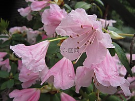 杜鵑,廠,開花