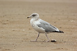 海鷗,砂,海灘