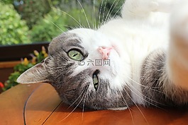 貓,貓科動物,灰色