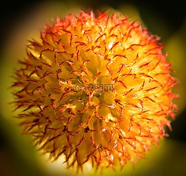 開花,宏,關(guān)閉
