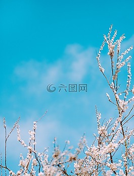 花,盛開(kāi),開(kāi)花