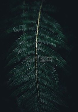 蕨類植物,綠色,葉