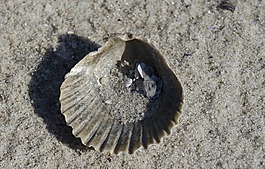 貝殼,沙,海灘