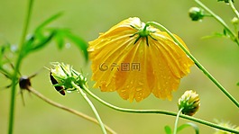 塞拉利昂,花,非洲