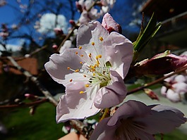 杏仁開(kāi)花,宏,春天