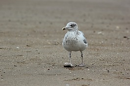 海鷗,砂,海灘