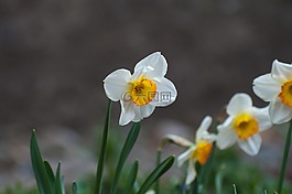 水仙,春天,開花