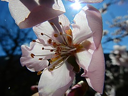 杏仁開(kāi)花,宏,春天