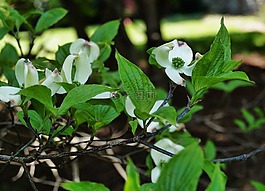 山茱萸,潔白的花朵,白色茱萸