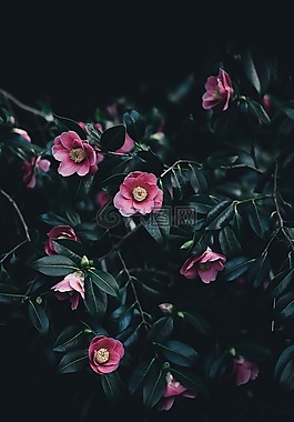 黑暗,葉,植物
