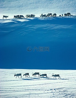 挪威,野生馴鹿,冬季