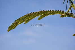 葉子,嫩枝,枝杈