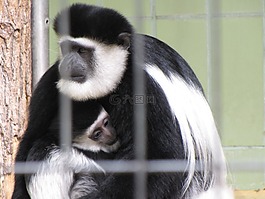 猴子,動物園,動物