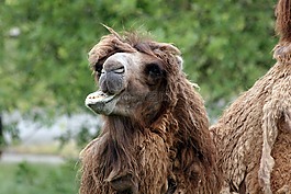駱駝,野生動物,動物