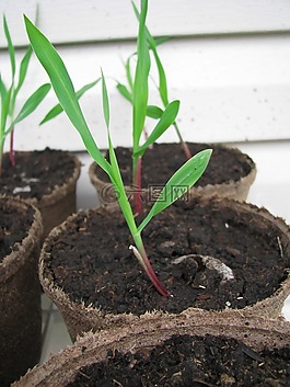 苗,植物,增長