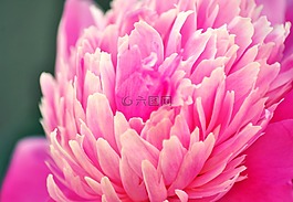 紫色,紫罗兰色,花