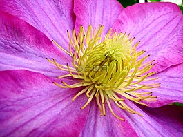 粉紅色,黃色,花
