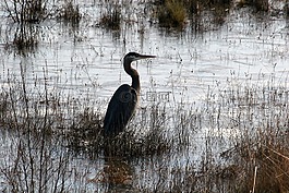 鷺,馬什,鳥