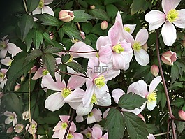 花,有,灌木