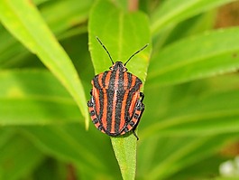 性質(zhì),昆蟲,葉