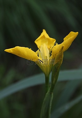劍百合,黃色,花卉
