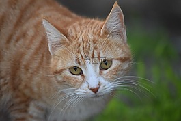 貓,可愛,動物