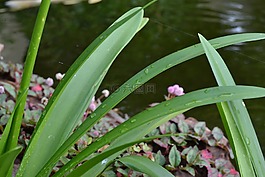 雨點,葉,葉子